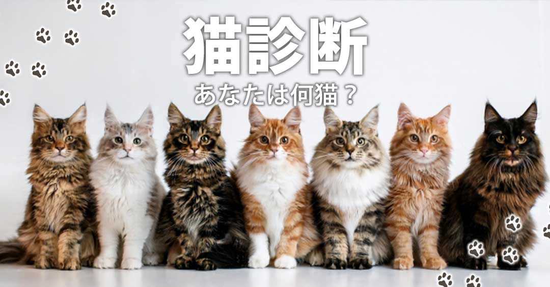 猫タイプ診断！もしあなたが猫だったらどんな種類？